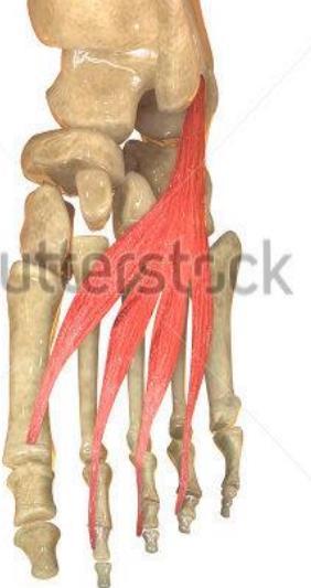 - Hallucis :Extends big toe - Dgitorum : Extends four toes - Tibialis : inversion of the foot - Peroneus : eversion of the foot Muscles of dorsum of foot Extensor digitorum