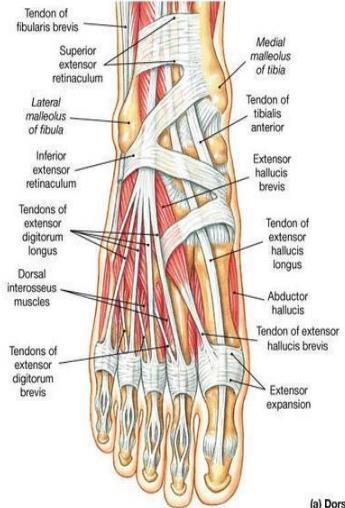 Ankle Retinacula The retinacula are thickenings of thedeep fascia that keep the long tendonsaround the ankle joint in position. Extensor Retinaculum It has 2 parts: 1.