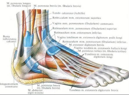 (peroneus) brevis: 5th metatarsal Nerve supply : superficial peroneal Action : planterflexion (attached to the foot from below) and