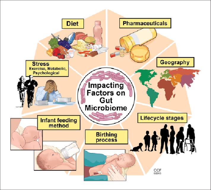 Factors that impact and influence Microbiota Gail A. Cresci, PhD, RD, LD, CNSC1; and Emmy Bawden, RD Factors affecting gut microbiome. Illustration by David Schumick, BS, CMI.. All rights reserved.