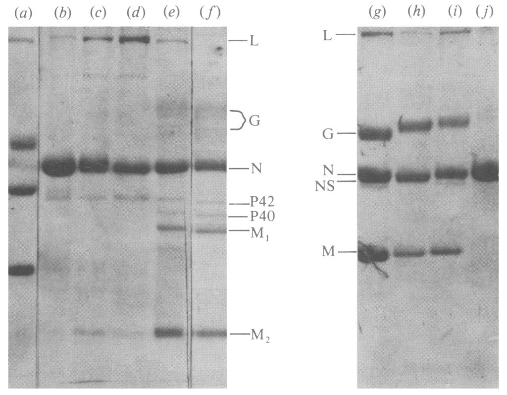 94 (a) (b) E. A. GRABAU AND J. J. HOLLAND (c) (d) (e) (f) (g) (h) (i) (j) Fig. 6. Polyacrylamide gel analysis of rabies and VSV proteins.
