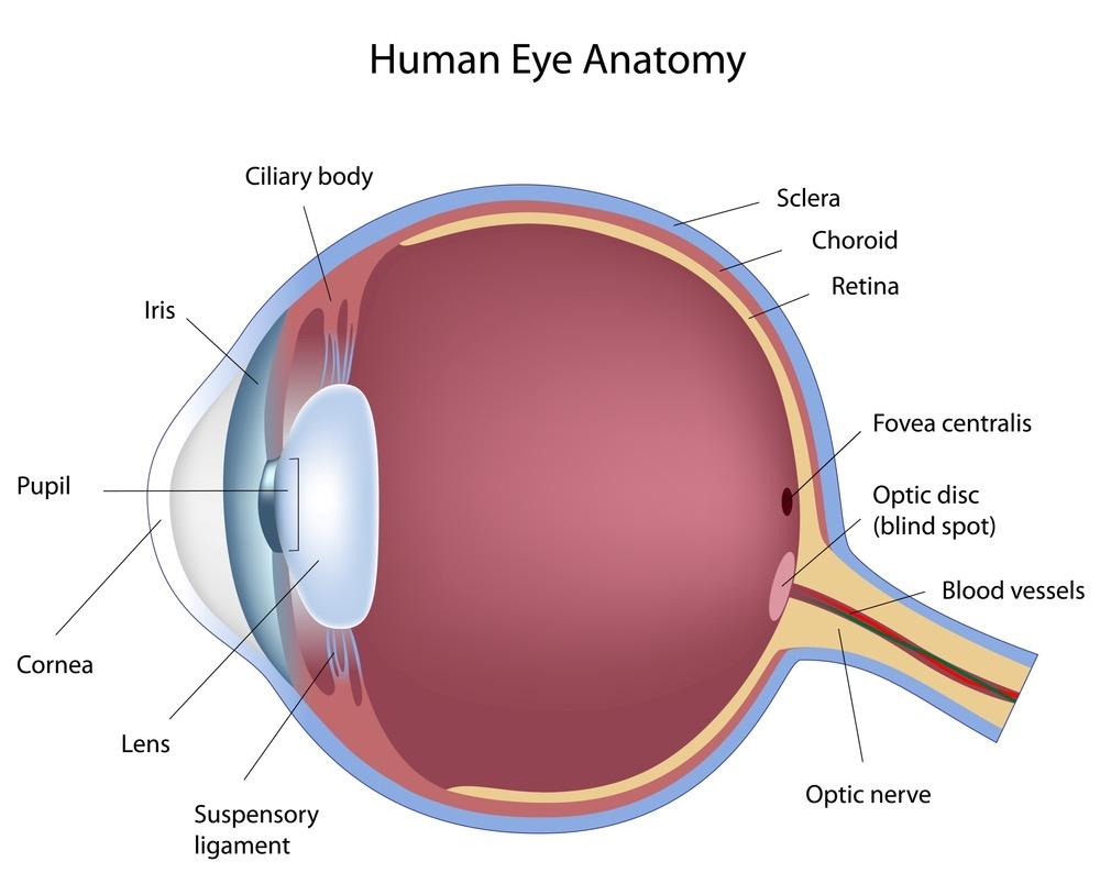 Ocular Structures