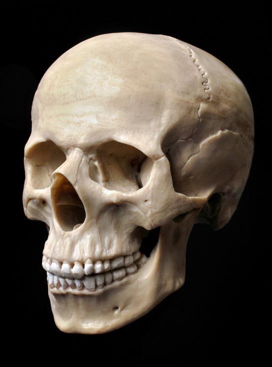 Pathophysiology Bones of face make up the most complex skeletal area of the