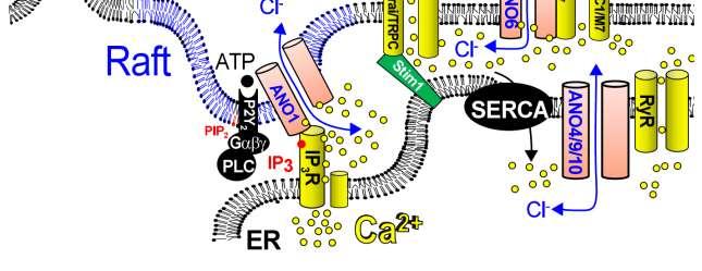 _ Roles of anoctamin 1 and 6 for airway Cl - secretion and support of Cl - secretion by CFTR Luminal Colon Basolateral Luminal Airways Basolateral Ano1 CFTR Golgi ER Ano1 ATP Cl - Cl - P2Y IP 3 Ano1