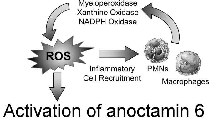Role of anoctamins during inflammation Anoctamin 6 and 1 are activated by reactive oxygen species (ROS), which might play a central role during