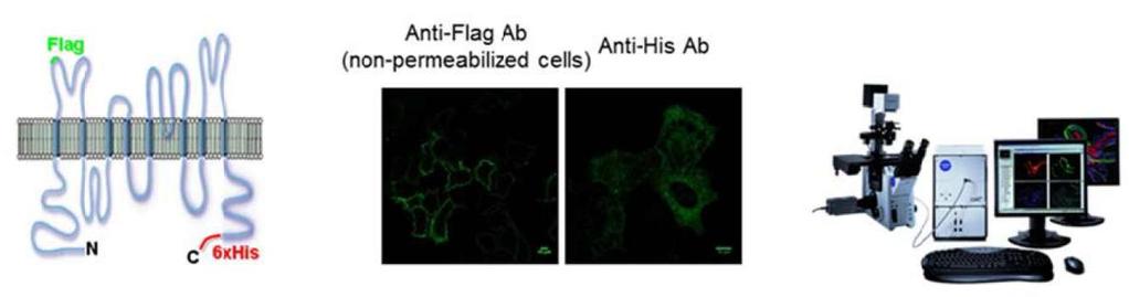 Identification of novel proteins and small molecule compounds to regulate anoctamin 1 and 6 A double tagged (extracellular, intracellular) anoctamin will be stably expressed and used to screen in an
