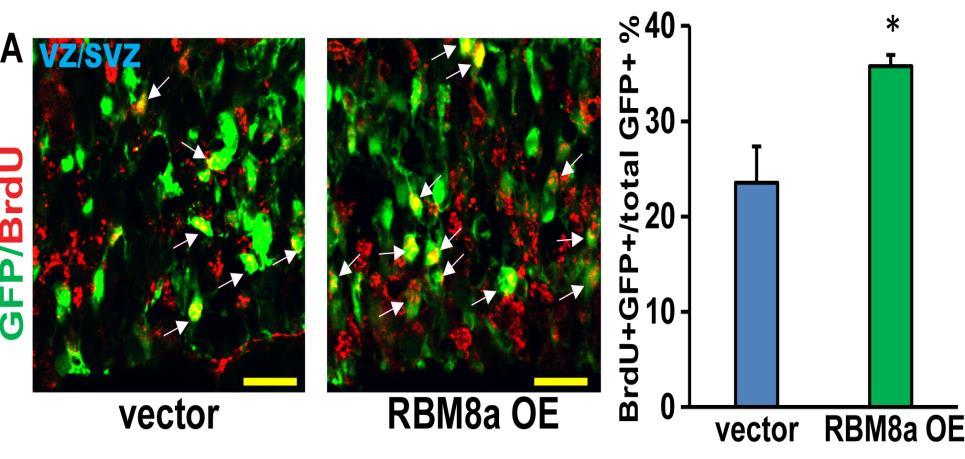 Overexpression of RBM8a stimulates progenitor