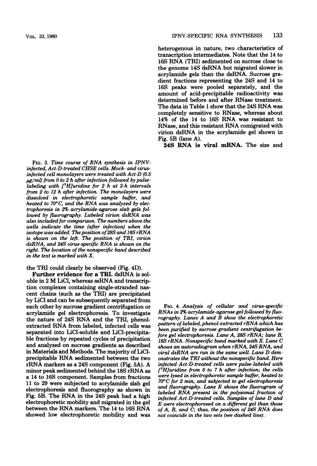 VOL. 33, 1980 28S UN. U N. Act-o 2 4 6 8 10 12 18So _ FIG. 3. Time course of RNA synthesis in IPNVinfected, Act-D-treated CHSE cells.