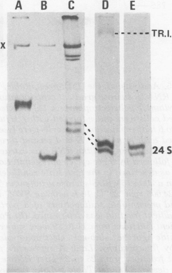 Labeled virion dsrna was also included for comparison. The numbers above the wells indicate the time (after infection) when the isotope was added. Theposition of28s and 188 rrna is shown on the left.