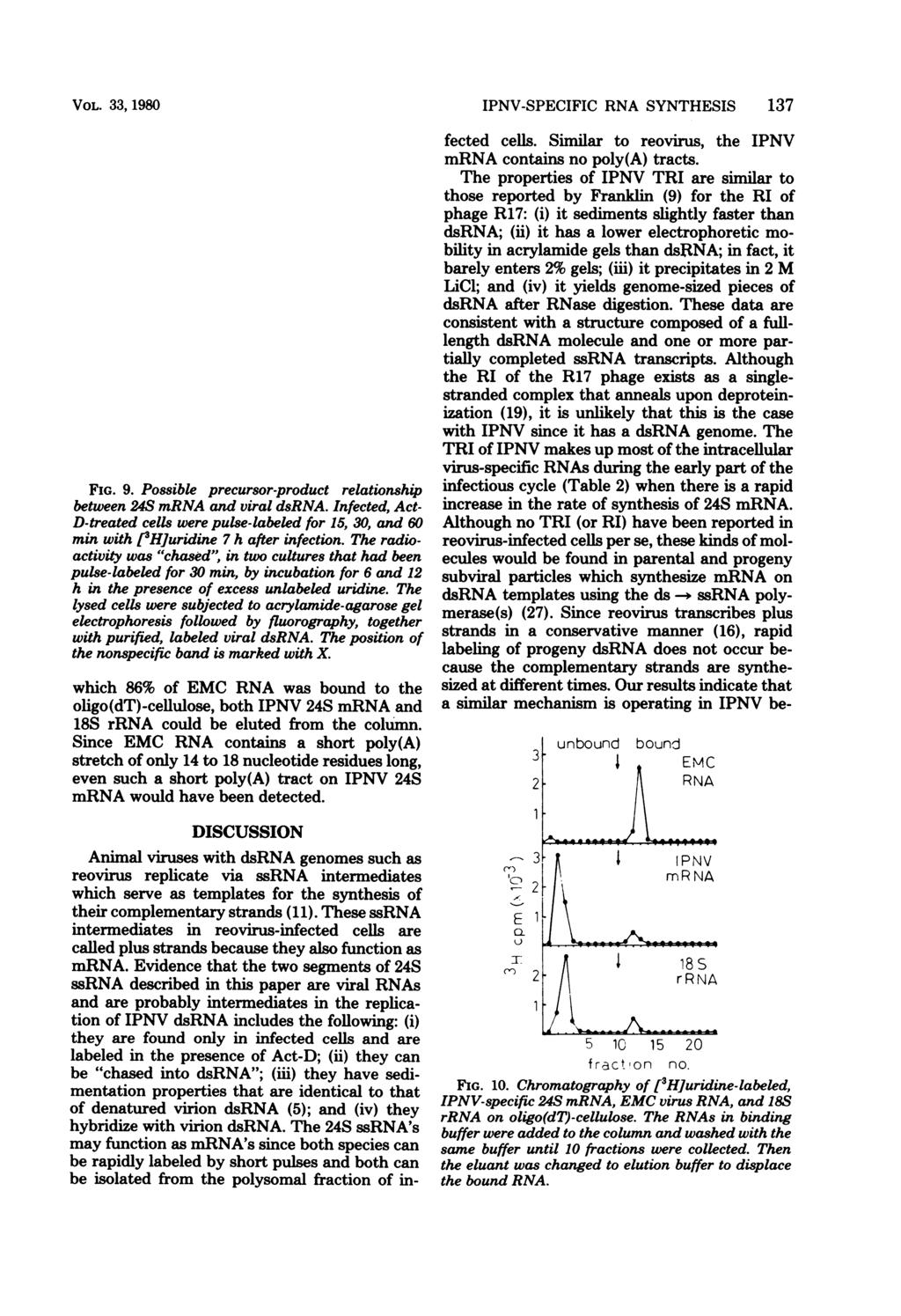 VOL. 33, 1980 15' 30' 60'. anmwt 3+0' 3Q0' 6h 12h V am _ XX~~~~~~~~~~~~~~~~~~~~~~ 6w o 24S_- dsrna FIG. 9. Possible precursor-product relationship between 24S mrna and viral dsrna.
