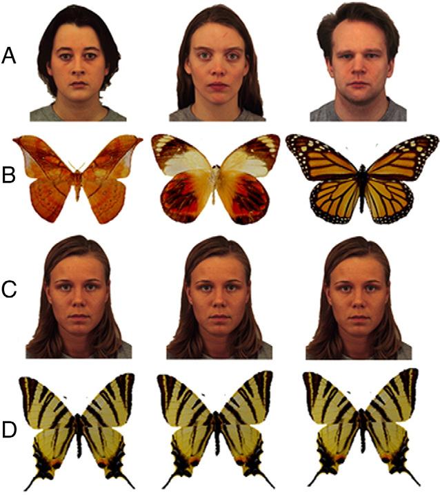 320 L. Dricot et al. / NeuroImage 40 (2008) 318 332 see Sorger et al., 2007). However, there was a lack of release from face adaptation to faces in the patient s right FFA (Schiltz et al., 2006).
