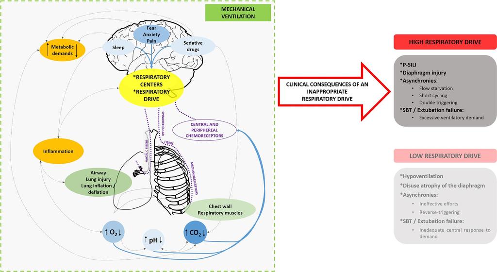 Fig. 1 Physiological mechanisms controlling respiratory drive and