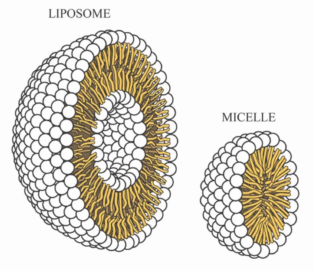 WHAT TO LOOK FOR: ABSORPTION: THE SOLUTION (MAKE IT WATER- SOLUBLE) Micelle - Liposome