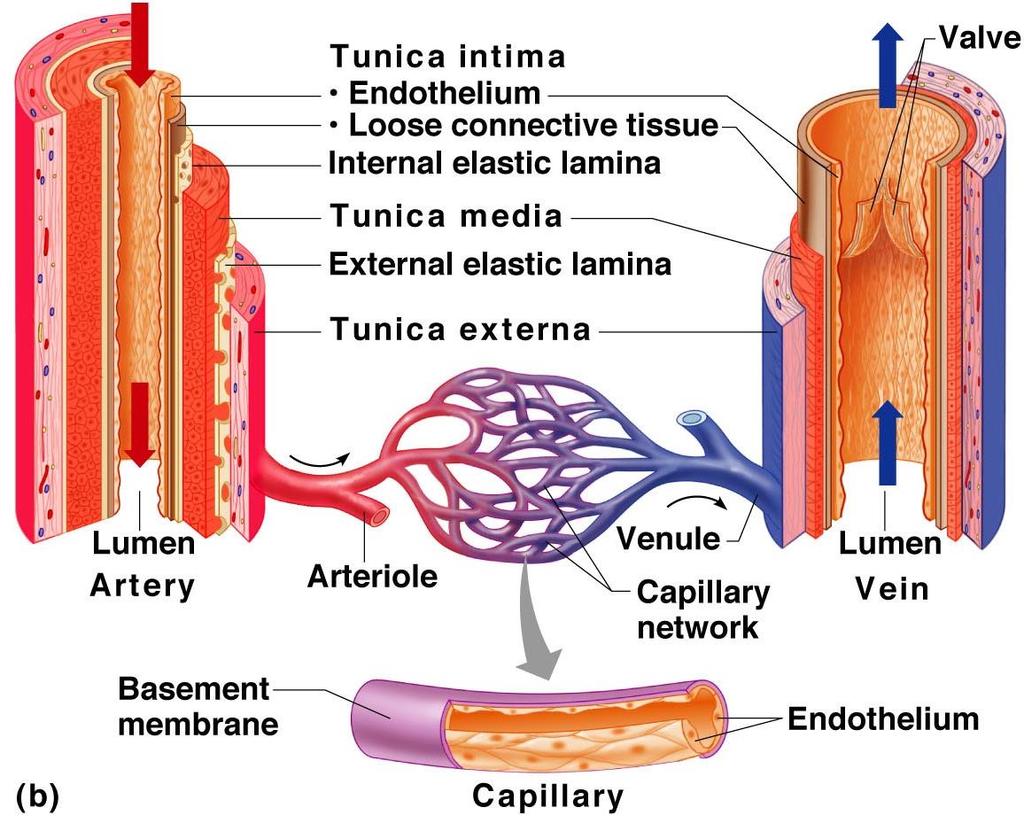 Blood Vessels: The