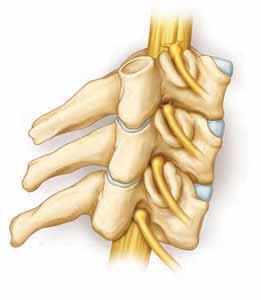 Joints Joints link vertebrae together and allow the neck to move. A set of two vertebrae fit together at the facet joints. Joints allow the neck to be flexible.