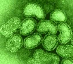 Characteristics of Influenza Virus Pleomorphic Types A, B, C,