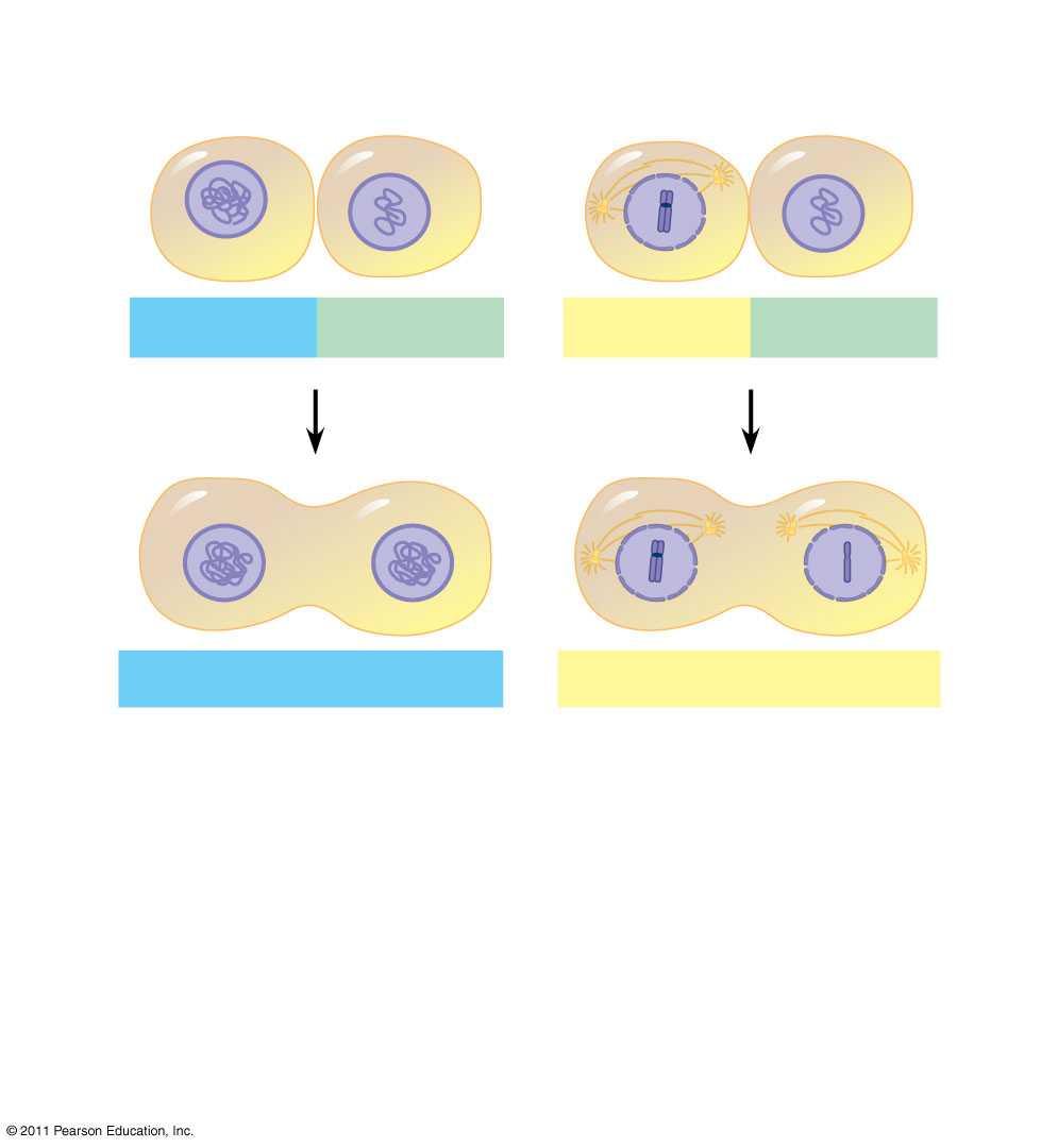 Figure 12.14 EXPERIMENT Experiment 1 S G1 S S Experiment 2 M G1 RESULTS When a cell in the S phase was fused with a cell in G1, the G1 nucleus immediately entered the S phase DNA was synthesized.