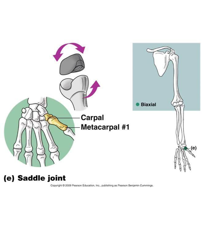 joint in the body Diagram Pivot