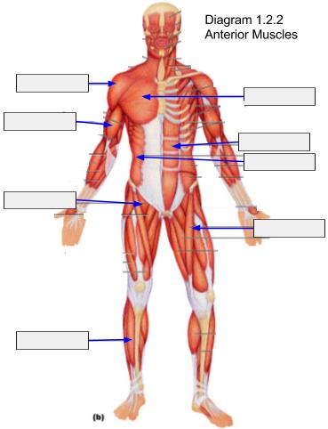 1.2.4 Define the terms ORIGIN and INSERTION of muscles. Origin: Insertion: 1.2.5 Identify the location of skeletal muscles in various regions of the body.