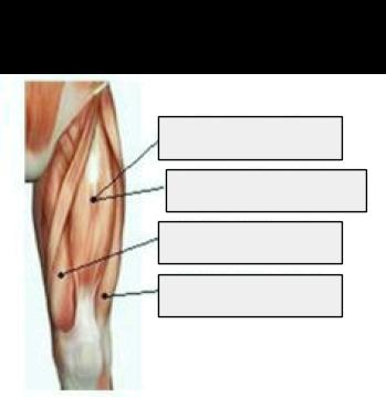 1.2.5 Identify the location of skeletal muscles in various regions of
