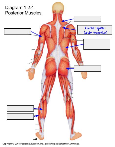 1.2.5 Identify the location of skeletal muscles in various regions of the body. (continued) Label the posterior muscles below. Diagram 1.2.4: Posterior Muscles Trapezius Latissimus dorsi Gastrocnemius Erector spinae Triceps brachii Gluteus maximus Soleus 1.