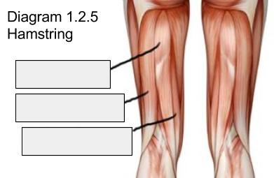1.2.5 Identify the location of skeletal muscles in various regions of the body. (continued) Label the anterior muscles of the hamstring below. Diagram 1.2.5: Hamstrings Semimembranosus Biceps femoris Semitendinosus Application: Choose 3 of the muscles above.