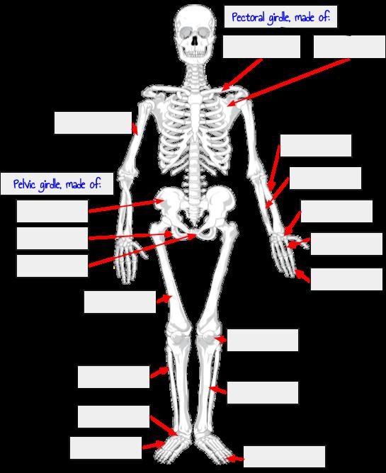 1.1.1 Distinguish anatomically between the axial and appendicular skeleton. (continued) Label and color the following bones on the appendicular skeleton below.