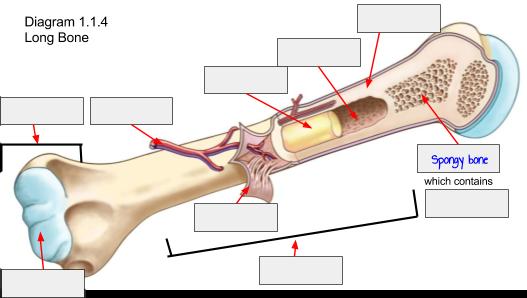 1.1.4 Draw and annotate (add brief notes to a diagram or graph) the structure of a long bone. (Note: You have been given a diagram to label here and a chart for your annotations.