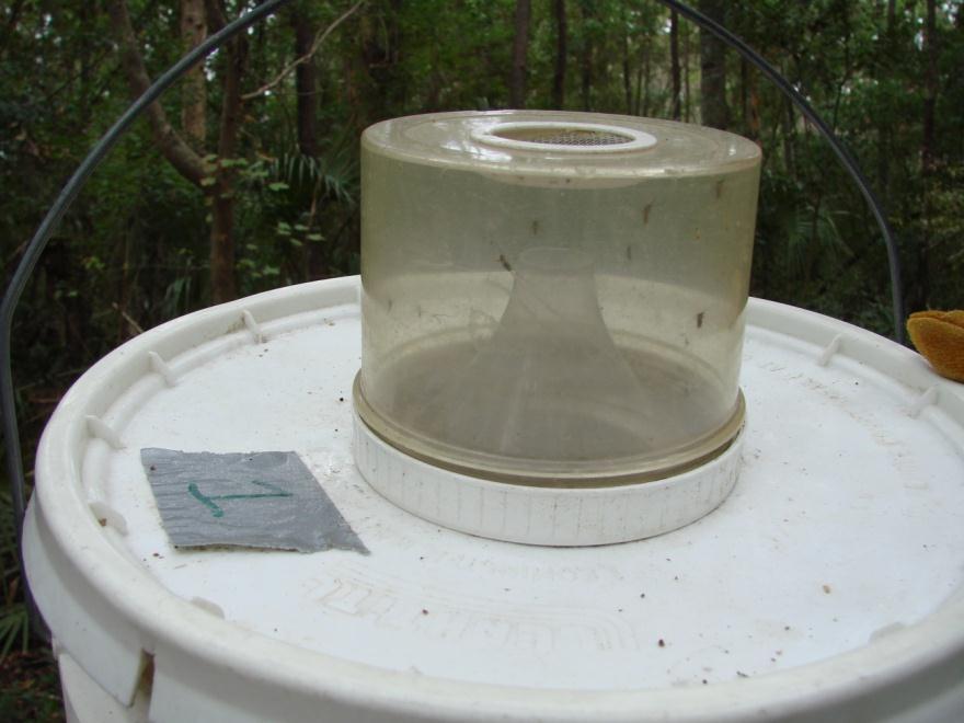 Exit traps are passive funnel traps affixed to the tops of the sentinel cages.