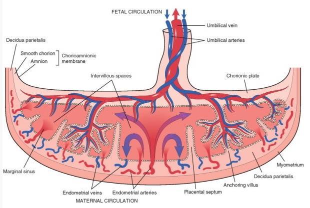 Review Maternal Lungs Change in pregnancy Plasma volume Red blood cell mass Cardiac output Heart rate Stroke volume Peripheral vascular resistance Ejection fraction Increase