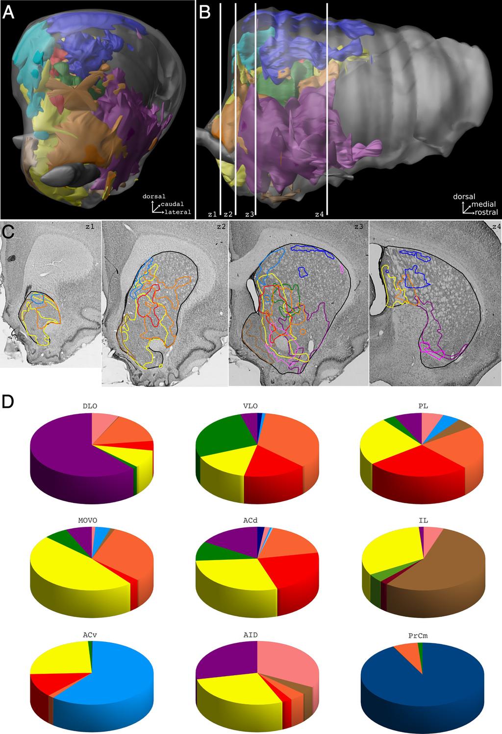 Mailly et al. Rat Prefrontostriatal System in 3D J. Neurosci., March 27, 2013 33(13):5718 5727 5723 Figure 6.