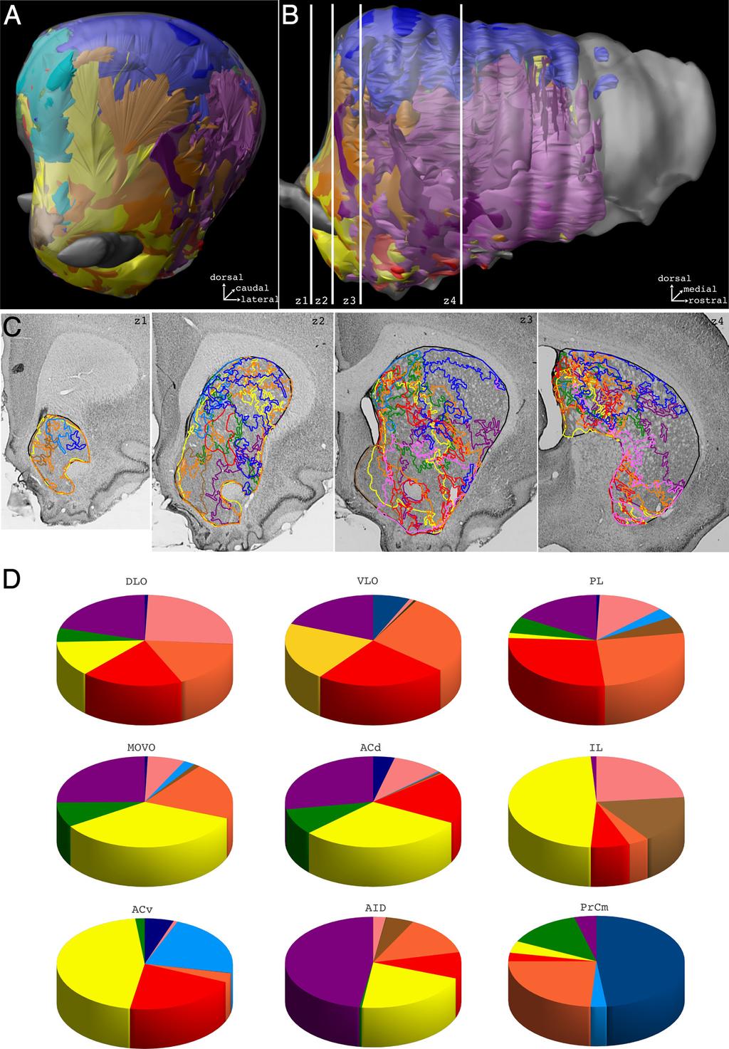 5724 J. Neurosci., March 27, 2013 33(13):5718 5727 Mailly et al. Rat Prefrontostriatal System in 3D separate cortical area reached a mean value of 47.