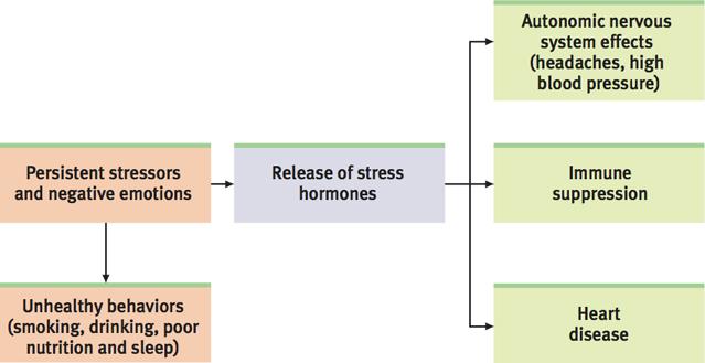 Stress and Cancer Stress helps speed up the growth rate of tumors in animals.