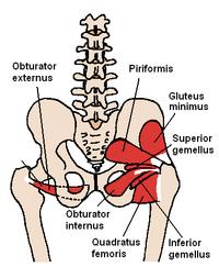 External Rotators/Extensors Hip Musculature: