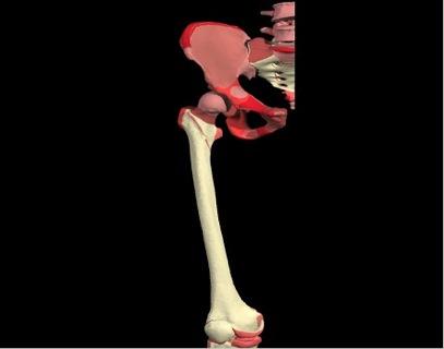 Bony Anatomy: Femur Hip Active ROM Flexion: