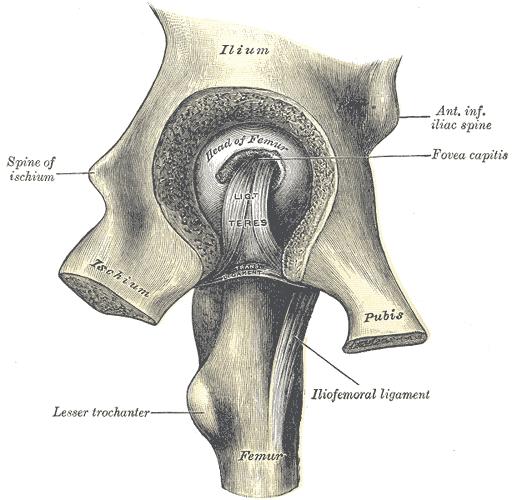 Intracapsular and capsular ligaments Role of the