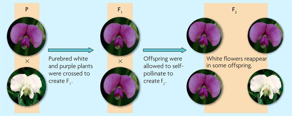 Mendel allowed the resulting plants to self-pollinate.