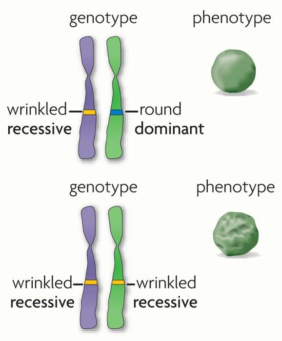 Alleles can be represented using letters. A dominant allele is expressed as a phenotype when at least one allele is dominant.