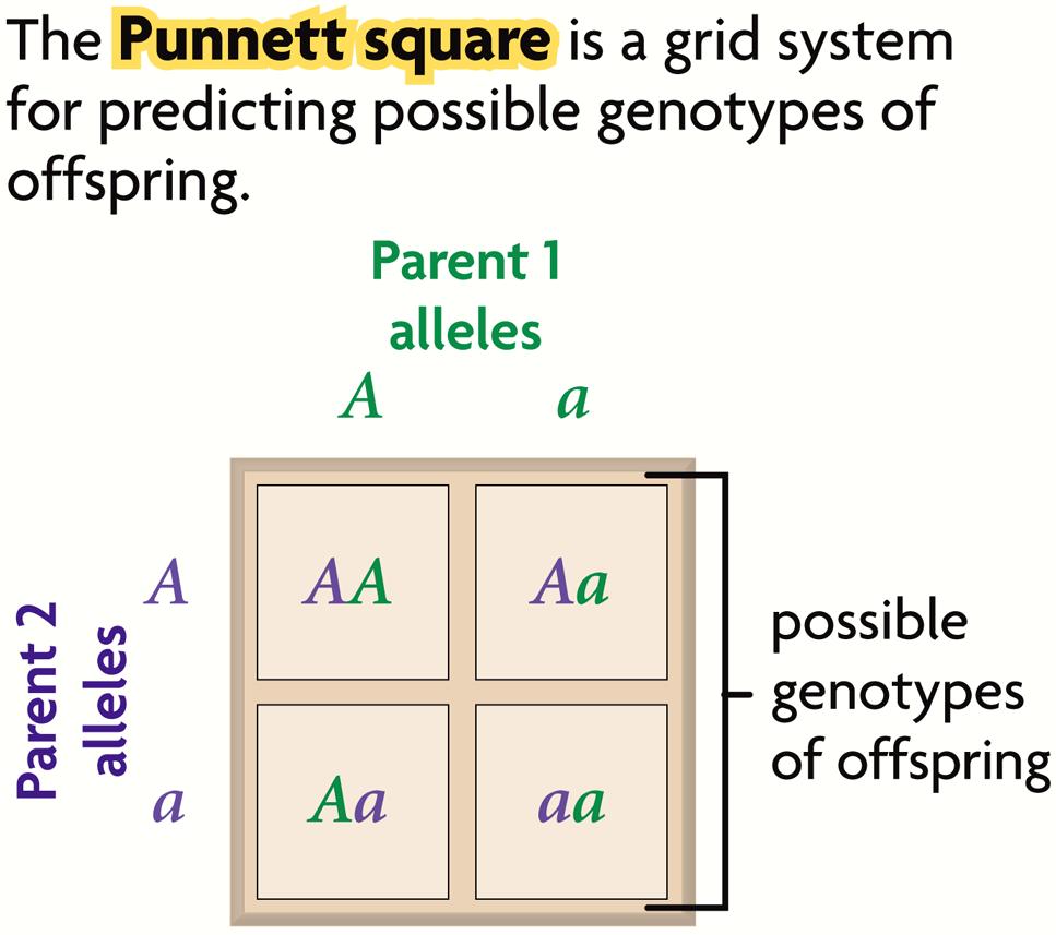 Punnett squares illustrate genetic crosses. The Punnett square is a grid system for predicting all possible genotypes resulting from a cross.