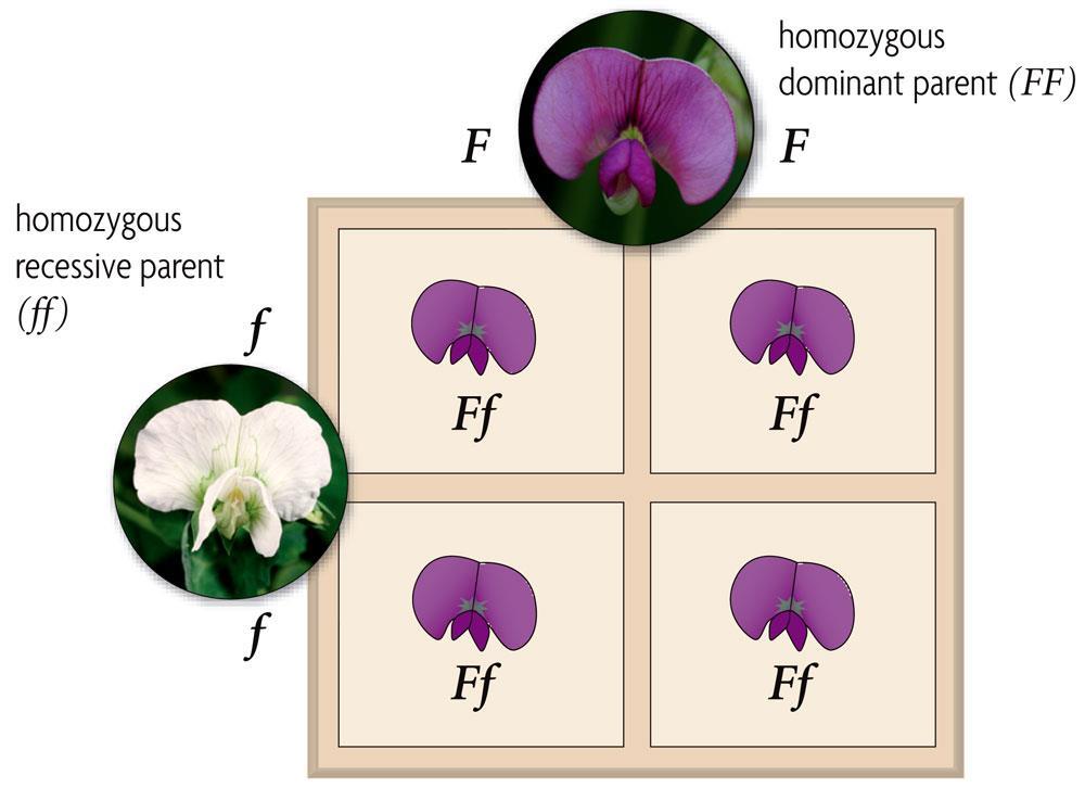 Monohybrid crosses examine the inheritance of only one specific trait.