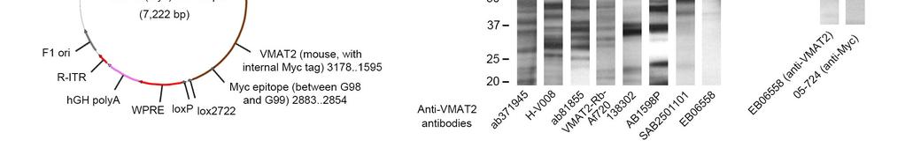 Western blots in lanes 1-8 from a gel loaded with the same amount of total protein from rat nacc homogenate, and tested with eight different anti-vmat2 antibodies as follows: (1) ab371945 from Abcam;