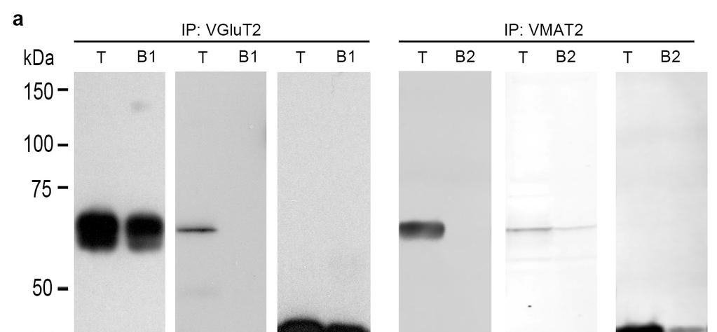 Supplementary Figure 3 VGluT2 and VMAT2 localize to distinct subpopulations of synaptic vesicles (wild type rats).
