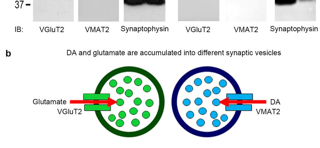 Western blots were immunolabeled (IB) with antibodies against VGluT2, VMAT2 or the vesicular marker synaptophysin.