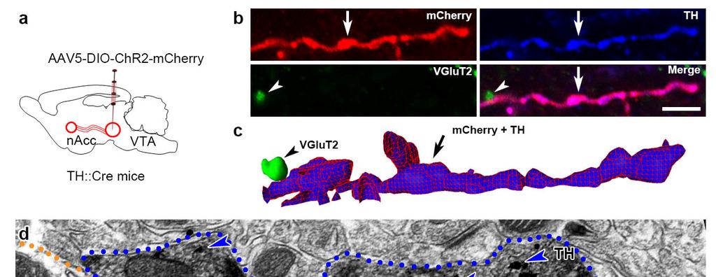 Supplementary Figure 7 TH immunoreactivity (TH-IR) is distributed in the entire axon and axon terminal lacking VGluT2 (TH::Cre mice).