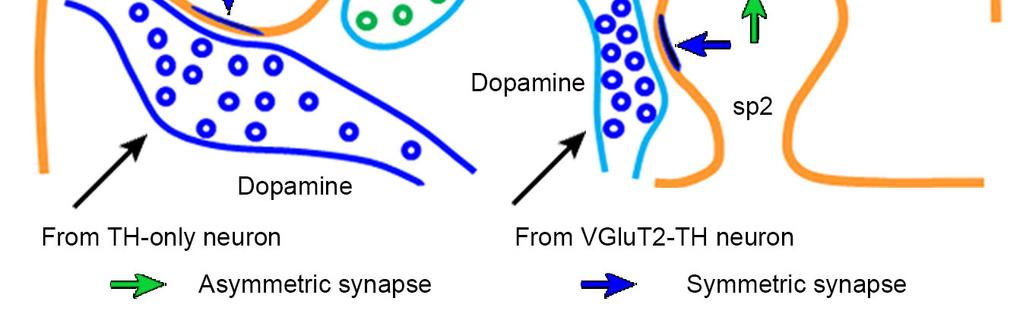 signaling. Axon terminals containing dopamine vesicles (blue circles) and establishing symmetric synapses on the side of dendritic spines (sp1) are originated from either TH-only or VGluT2-TH neurons.