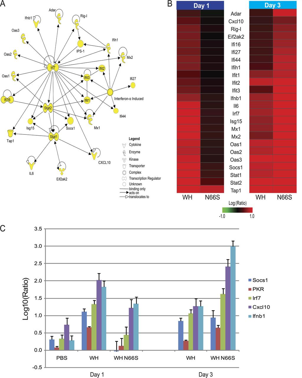 656 CONENELLO ET AL. J. VIROL. FIG. 2. Interferon-stimulated response genes distinguish WH and WH N66S infection groups at days 1 and 3 postinfection.