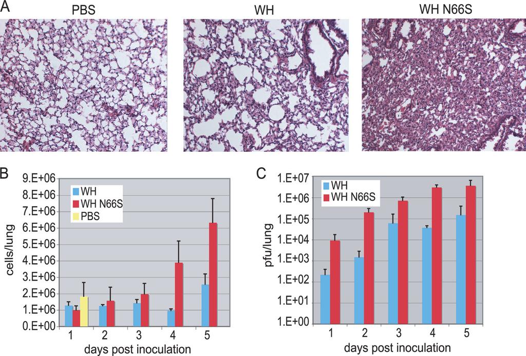 VOL. 85, 2011 PB1-F2 N66S DELAYS INTERFERON RESPONSES 659 FIG. 4. Lung titer and histology in WH- and WH N66S-infected mice.