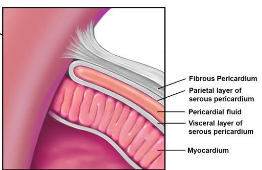 Anatomy of normal pericardium Visceral pericardium a