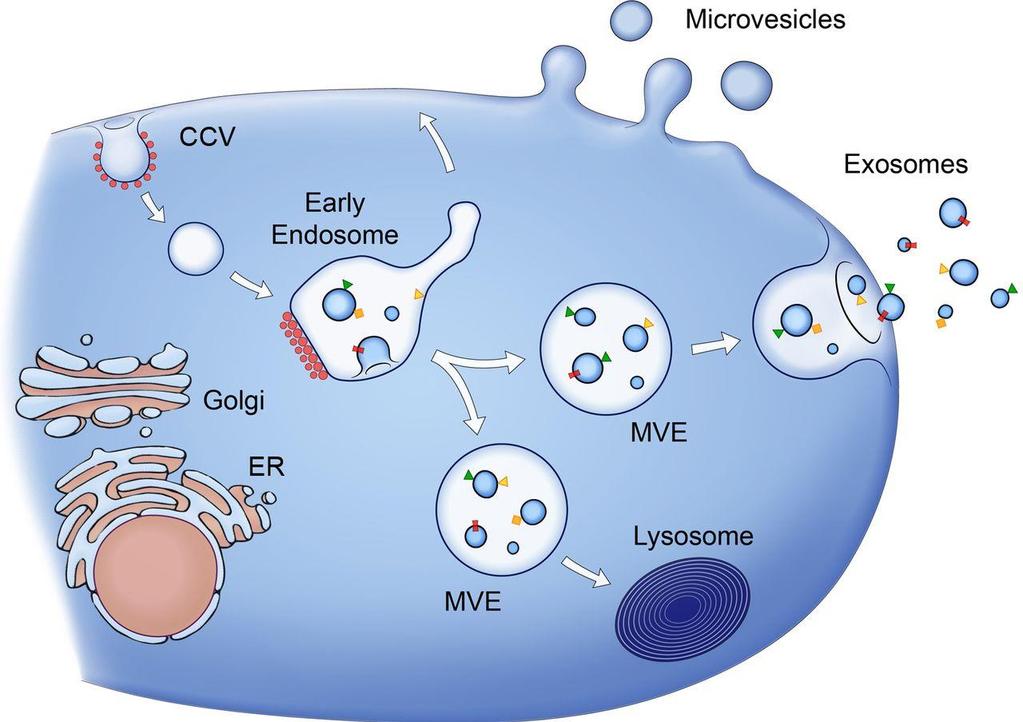 Exosomes Intercellular communication direct cell-to-cell contact messenger substances hormones and exosomes Features: 40-100 nm diameter bilayer lipid membrane store proteins and RNA-molecules