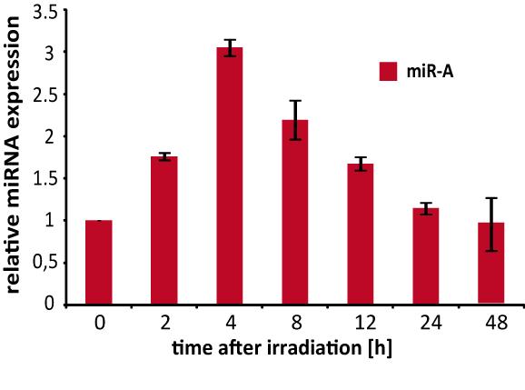 mir-525-3p regulates cellular radiation sensitivity in endothelial cells mir-525-3p